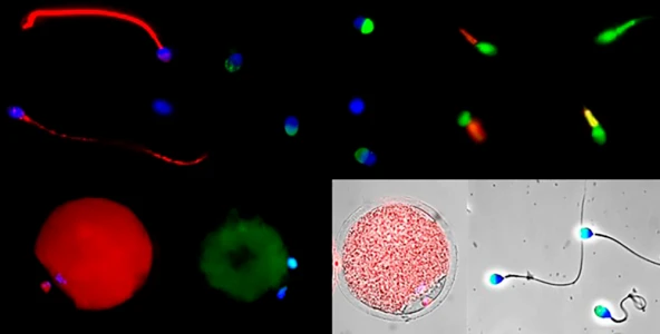 subgroup-image