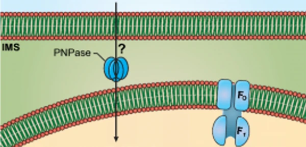 subgroup-image